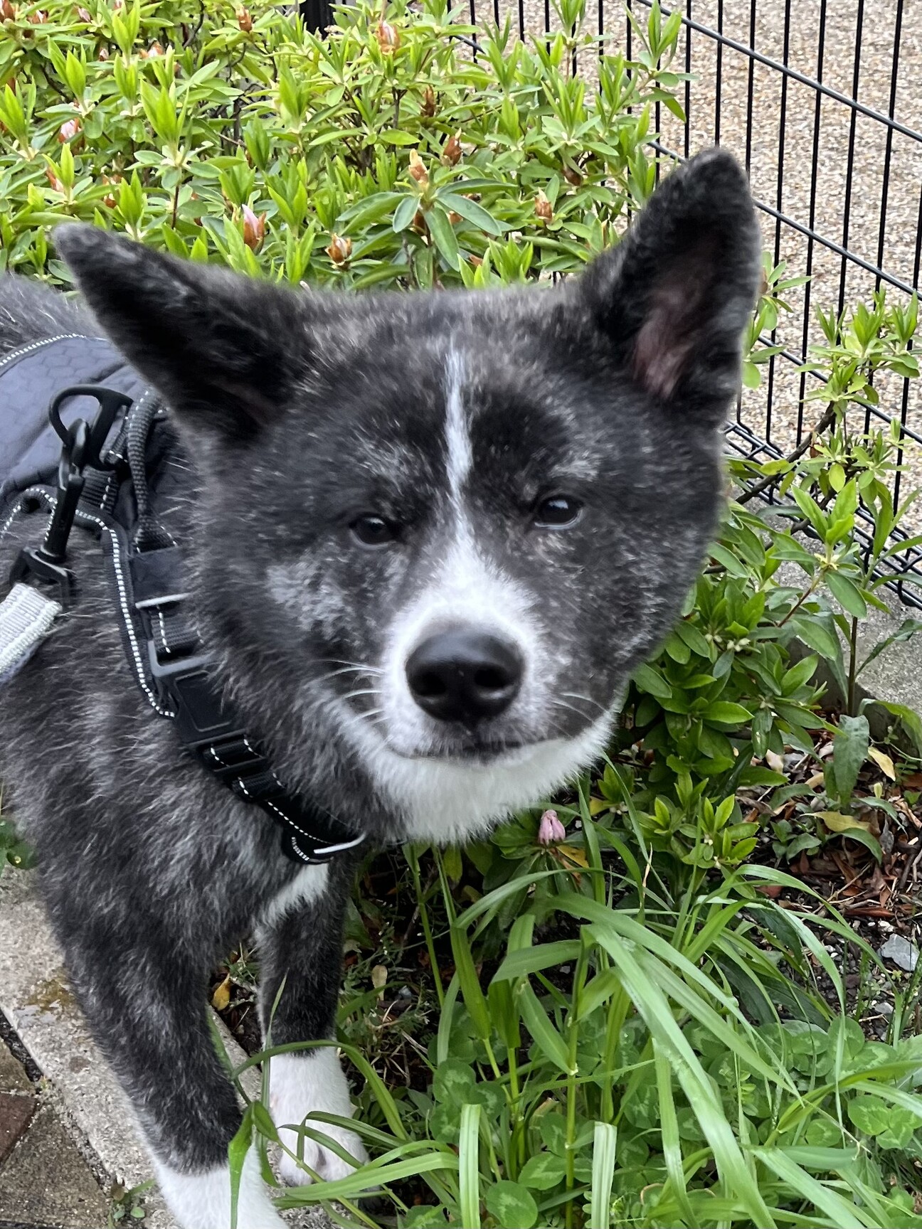 秋田犬 虎毛 雄の子犬 大阪府 犬の里親募集 ペットのおうち 月間利用者150万人 秋田犬 虎毛 雄の子犬 大阪府 犬の里親募集 ペットのおうち 月間利用者150万人