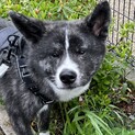 秋田犬、虎毛、雄の子犬、10ヶ月です。