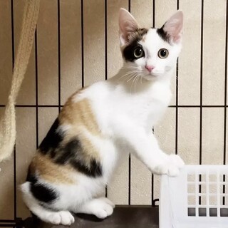 大人しい美猫ちゃん♡クィーンちゃん