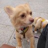 とても健気で可愛い甘えん坊チワワやすこ サムネイル2