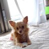 とても健気で可愛い甘えん坊チワワやすこ サムネイル5