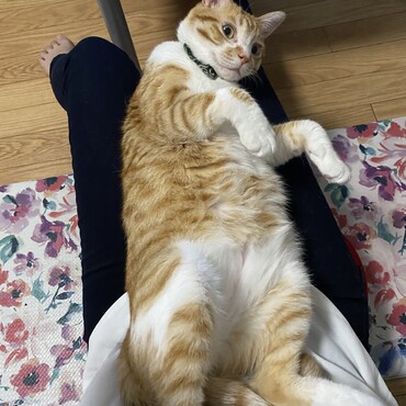 天使が膝に