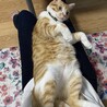 天使が膝に