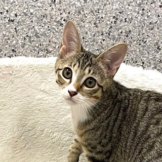 【8/28東銀座】チェロくん3ヶ月半♪