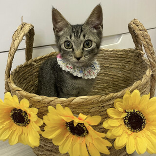 【8/21東銀座】じんくん3ヶ月♪