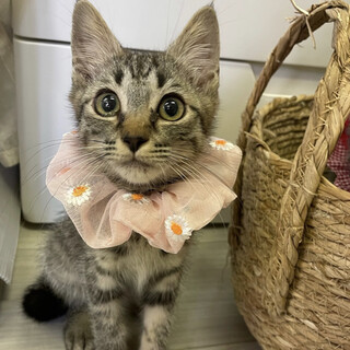 【8/21東銀座】あすかちゃん3ヶ月♪