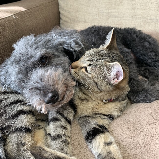 大木のカバー写真