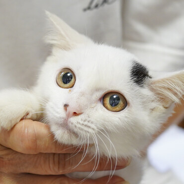 綿毛のような白い小さな女の子。コハクです♪