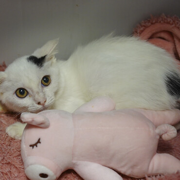 独りぼっちで突然現れ兄弟が見当たらず、このブタさんが一緒に寝てくれます