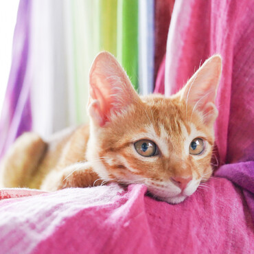 捕獲された翌日からゴロゴロ言って抱っこを求めた甘えん坊。仮名ダッコに即決しました。