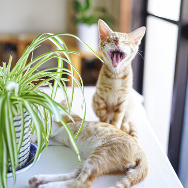 ボク人の後をついて行くのが大好き。だって楽しいんだもん。