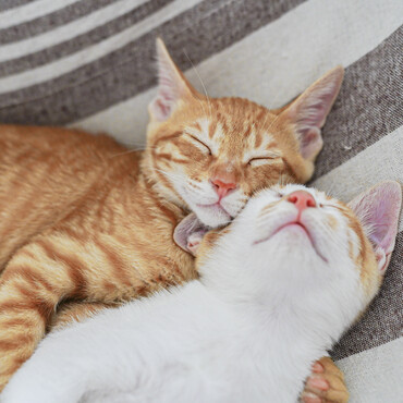 ナデられたらすぐゴロゴロ言うよ。最初は「五郎ちゃん」て呼ばれてたんだ