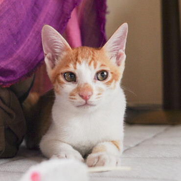 ヤンです。そんなに抱っこ好きじゃないけどゴロゴロスイッチすぐ入るよ。ちょっとシャイなの。