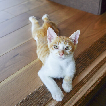 ボクね、腹ぺちゃ座りできるんだよ。暑い日はこれがいいよね♪