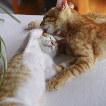 ４兄弟の中で一番おっきいんだ。早食い競争でいつも優勝してたよ