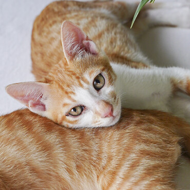 捕獲機もダッコと一緒に入ったんだよ。早く新しい家族に会いたいな。