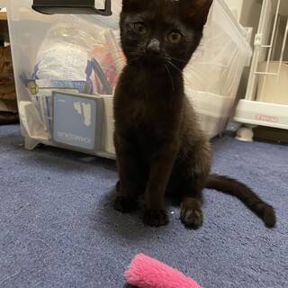 元気いっぱい人馴れ抜群の女の子