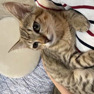 抱っこ大好きちょっぴりシャイな女の子