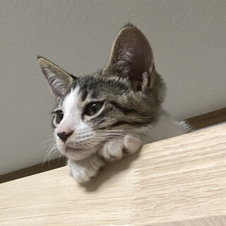 【8/28⭐️堺東にて譲渡会】参加猫たっくん