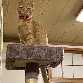 甘えんぼで小柄な茶トラ女の子メイちゃん