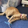 甘えんぼで小柄な茶トラ女の子メイちゃん サムネイル4