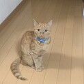 ちょっぴりシャイで小柄な茶トラ女の子さつきちゃん