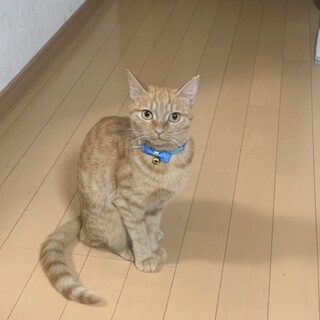 ちょっぴりシャイで小柄な茶トラ女の子さつきちゃん