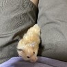 ゴールデンハムスターロングヘヤー サムネイル3