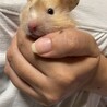 ゴールデンハムスターロングヘヤー サムネイル4