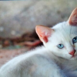 ブルーアイ　いけめん男猫　