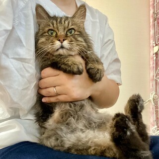 【8/21譲渡会】ちよちゃん