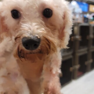 ビションフリーゼ♪ビットン♬里親絶賛募集中！