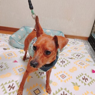 元気なミニピンくん　４歳