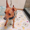 元気なミニピンくん　４歳 サムネイル2