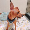 元気なミニピンくん　４歳 サムネイル3