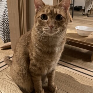 【8/20譲渡会参加予定】珍しい茶トラ女子♡ニーナ