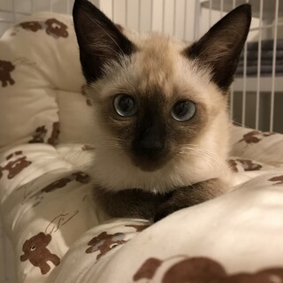 とってもかわいいシャム猫ちゃん