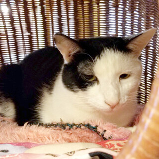 甘えん坊だけどビビりな白黒『ジュレ』