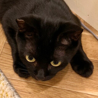 レモン猫の「ポパイ」