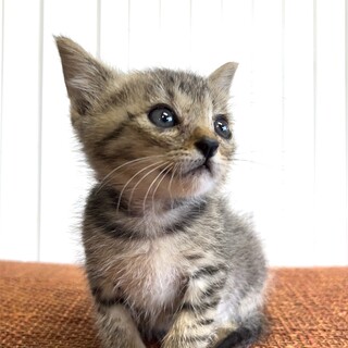 里親さま決まりました☆