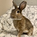 【保護うさぎ】ビーくん (温泉うさぎ)