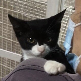 終生飼える方求む