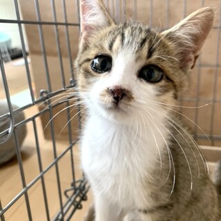 3ヶ月子猫、里親募集中