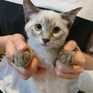 しっぽで挨拶シャム風まなちゃん♡