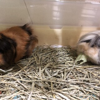モルモットの女の子2匹