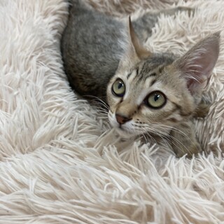 ☆ベンガル風　キリッとお目目のコウ君☆3.5ヶ月