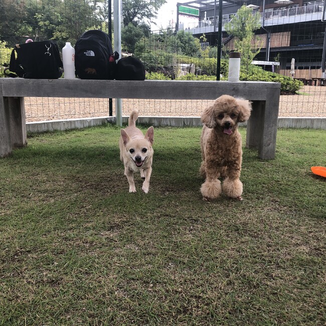 チャーコTのカバー写真