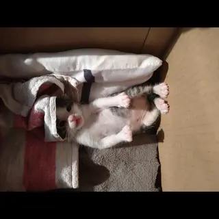 エイズキャリアの子猫