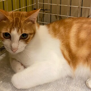 マーブル柄？の女の子