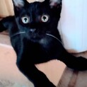 人間大好き黒猫の男の子♪